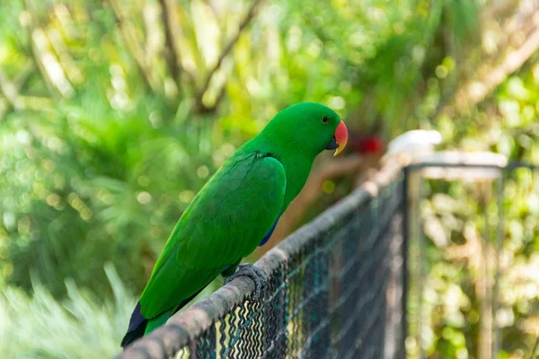 Bird known as Rose-ringed Parakeet — Stock Photo, Image