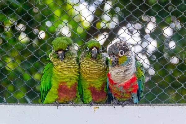 Pták známý jako kaštanová Parakeet — Stock fotografie