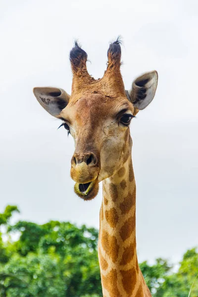 Jirafa del zoológico de Beto Carrero World Santa Catarina, Brasil — Foto de Stock