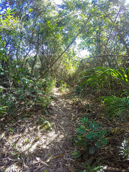 Trail in een bos in de wijk Jacarepagua van Rio de Janeiro — Stockfoto