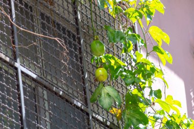 Rio de Janeiro Brezilya 'da bir sokakta duran yeşil tutku meyvesi.