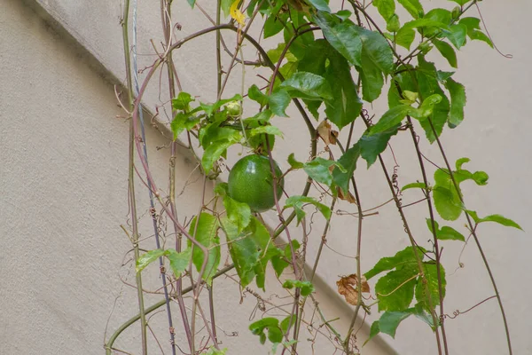 ジャネイロの通りに立つ緑のパッションフルーツ — ストック写真