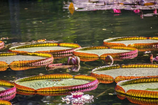 Victoria Regia Plant Lake Rio Janeiro Brazil — Stock Photo, Image