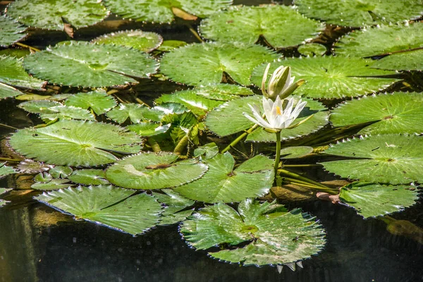 Victoria Regia Plant Lake Rio Janeiro Brazil — Stok Foto