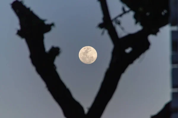 リオデジャネイロのコパカバーナの木のシルエットを持つ満月ブラジル — ストック写真