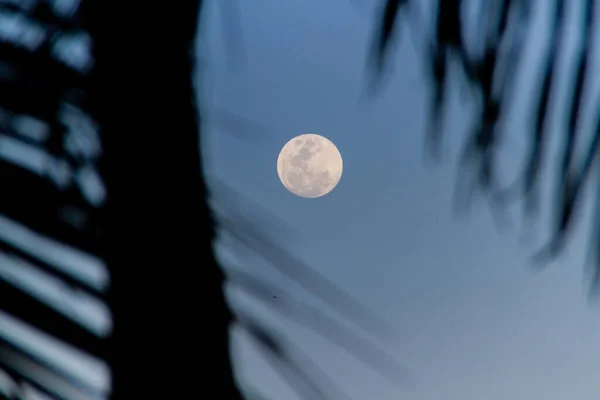 Pleine Lune Avec Silhouette Arbre Copacabana Rio Janeiro Brésil — Photo