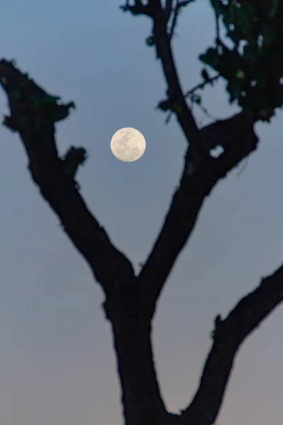 Bulan Purnama Dengan Siluet Pohon Copacabana Rio Janeiro Brazil — Stok Foto