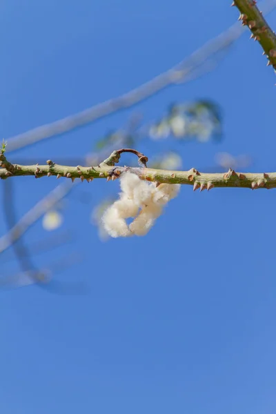 Silk Tree Floss Blue Sky Rio Janeiro Brazil — Stock Photo, Image