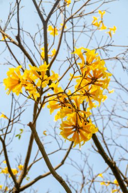 Sarı ipe ait çiçekler, arka planda güzel mavi bir gökyüzü..