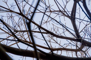 Bir sarmaşık ağacının dalları, arka planda güzel mavi bir gökyüzü..