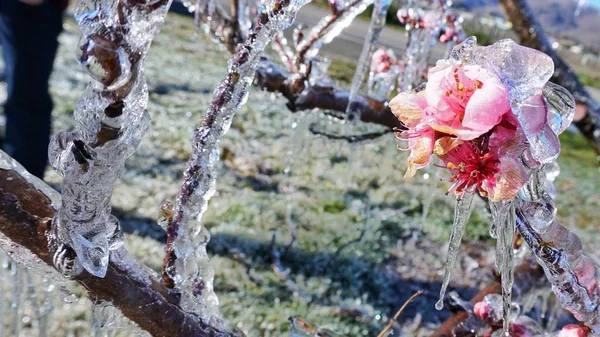 Fagyasztott Virág Jég Rózsaszín Flowe Stock Kép