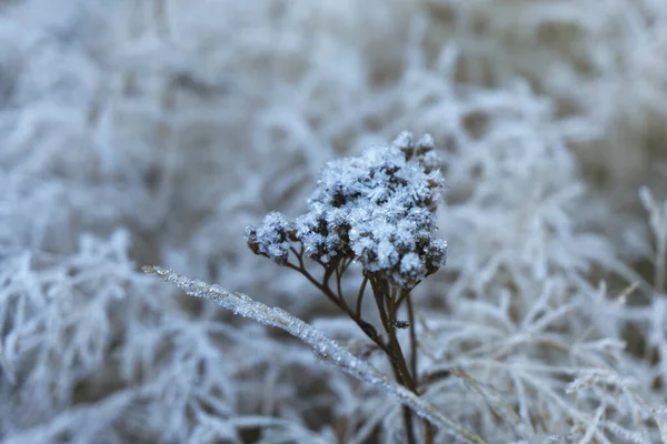 Beautiful frozen flower autumn in morning ice crystals blossom sunlight