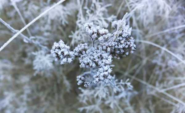 Beautiful Frozen Flower Autumn Morning Ice Crystals Blossom Sunlight — Stock Photo, Image