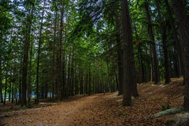 Park çam ağaçları göl yolunda yürüyor.