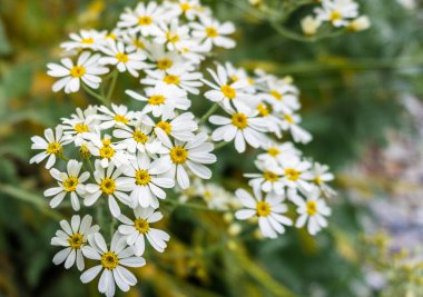 2020 egzotik çiçek pembe kırmızı mor bahçe güzel bahar Yeni Zelanda