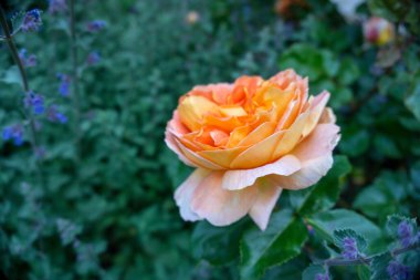 2020 egzotik çiçek pembe kırmızı mor bahçe güzel bahar Yeni Zelanda