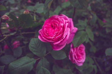 2020 egzotik çiçek pembe kırmızı mor mavi yeşil bahçe güzel bahar Yeni Zelanda