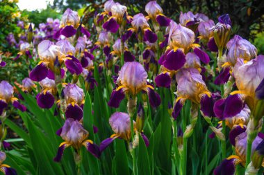 2020 egzotik çiçek pembe kırmızı mor mavi yeşil bahçe güzel bahar Yeni Zelanda