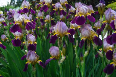 2020 egzotik çiçek pembe kırmızı mor mavi yeşil bahçe güzel bahar Yeni Zelanda