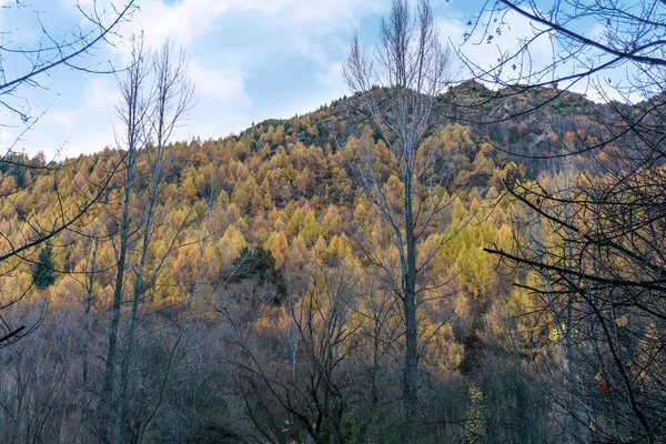 Ağaçlar altın yapraklar sonbahar güneşi parlak dağlar mavi gökyüzü tepeleri