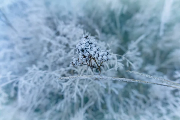 Beautiful Frozen Flower Autumn Morning Ice Crystals Blossom Sunlight — Stock Photo, Image