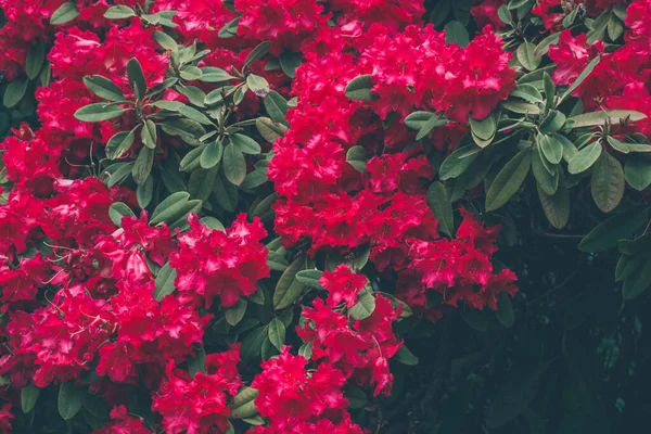 2020 Exotické Květiny Růžová Bílá Červená Fialová Příroda Zahrada Krásné — Stock fotografie