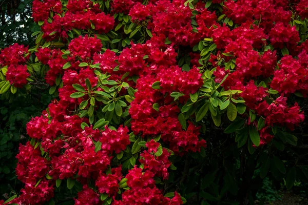 2020 Flores Exóticas Rosa Branco Vermelho Roxo Natureza Jardim Bela — Fotografia de Stock