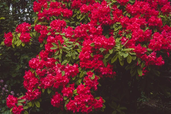 2020 Flores Exóticas Rosa Blanco Rojo Púrpura Naturaleza Jardín Hermosa — Foto de Stock