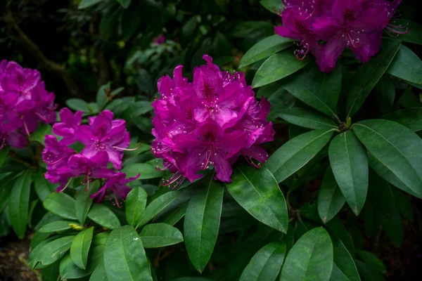 2020年奇异的花朵粉红紫自然花园美丽的春天新的热情 — 图库照片