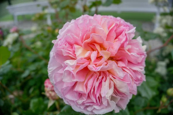 2020 Εξωτικά Λουλούδια Ροζ Λευκό Κόκκινο Μωβ Φύση Κήπο Όμορφη — Φωτογραφία Αρχείου