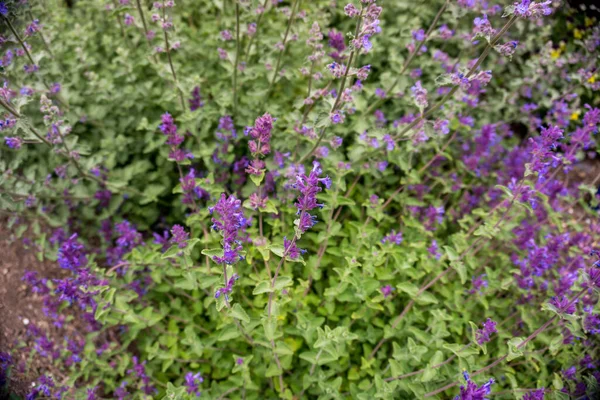 2020 Fiori Esotici Rosa Bianco Rosso Viola Natura Giardino Bella — Foto Stock