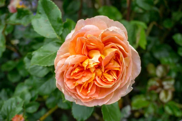 2020 Exotische Blumen Rosa Weiß Rot Lila Naturgarten Schöner Frühling — Stockfoto