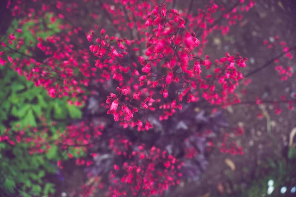 2020 Flores Exóticas Rosa Branco Vermelho Roxo Azul Verde Natureza — Fotografia de Stock