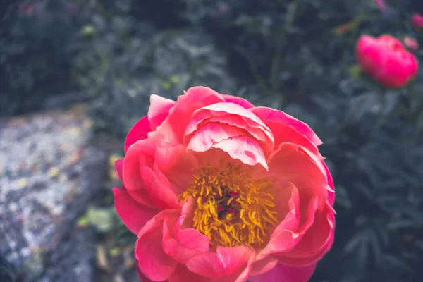 2020 Flores Exóticas Rosa Blanco Rojo Púrpura Azul Verde Naturaleza — Foto de Stock