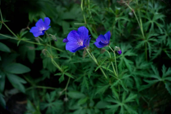 2020 Flores Exóticas Rosa Branco Vermelho Roxo Azul Verde Natureza — Fotografia de Stock