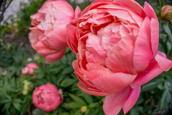 2020エキゾチックな花ピンク白赤紫青緑の自然庭園美しい春のニュージーランド — ストック写真