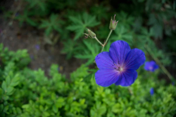 2020 Flores Exóticas Rosa Branco Vermelho Roxo Azul Verde Natureza — Fotografia de Stock