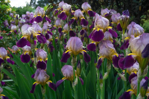 2020エキゾチックな花ピンク白赤紫青緑の自然庭園美しい春のニュージーランド — ストック写真