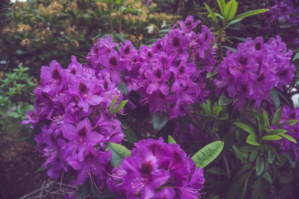 2020年奇异的花朵粉红紫蓝绿色自然花园美丽的春天新的热情 — 图库照片