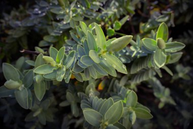 2020 egzotik çiçek pembe kırmızı mor mavi yeşil bahçe güzel bahar Yeni Zelanda