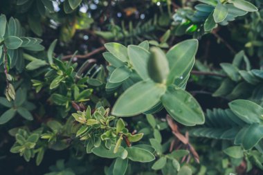 2020 egzotik çiçek pembe kırmızı mor mavi yeşil bahçe güzel bahar Yeni Zelanda
