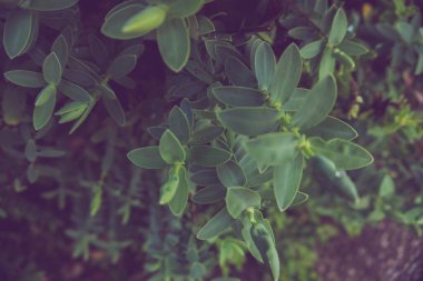 2020 egzotik çiçek pembe kırmızı mor mavi yeşil bahçe güzel bahar Yeni Zelanda