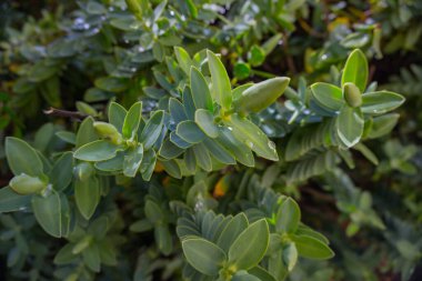 2020 egzotik çiçek pembe kırmızı mor mavi yeşil bahçe güzel bahar Yeni Zelanda