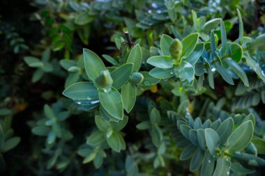 2020 egzotik çiçek pembe kırmızı mor mavi yeşil bahçe güzel bahar Yeni Zelanda