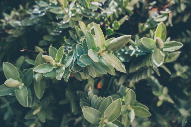 2020 egzotik çiçek pembe kırmızı mor mavi yeşil bahçe güzel bahar Yeni Zelanda