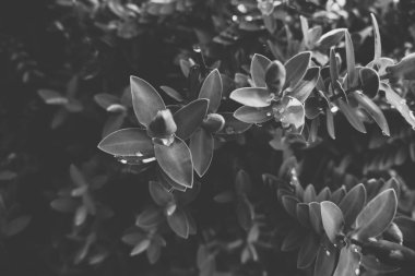 2020 egzotik çiçek pembe kırmızı mor mavi yeşil bahçe güzel bahar Yeni Zelanda