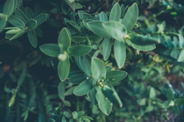 2020 egzotik çiçek pembe kırmızı mor mavi yeşil bahçe güzel bahar Yeni Zelanda