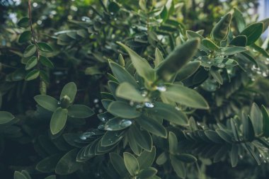 2020 egzotik çiçek pembe kırmızı mor mavi yeşil bahçe güzel bahar Yeni Zelanda