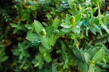 2020 egzotik çiçek pembe kırmızı mor mavi yeşil bahçe güzel bahar Yeni Zelanda