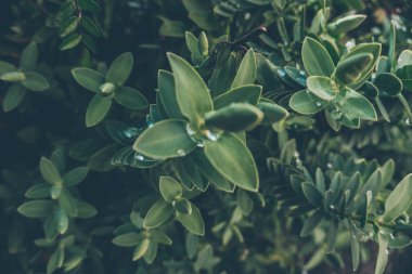 2020 egzotik çiçek pembe kırmızı mor mavi yeşil bahçe güzel bahar Yeni Zelanda